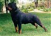 Pictures of your Dog-rotweiler.jpg