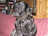 Pictures of your Dog-web-mastiff2.jpg