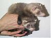 Post Pis of you &amp; your pet(s).-ferrets.jpg