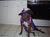 Got my dog his Halloween costume. Check it out.-dsc00729.jpg