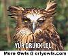 i just wanted to say-drunkowl.jpg