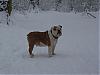 Getting a second dog..-spike-de-sneeuw-007.jpg