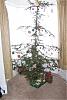 *Post A Picture Of Your Christmas Tree.*-charlie_brown_christmas_tree.jpg