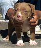 Lets see your Pittbulls-maya_male_2.jpg
