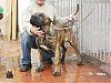 Lets see your Pittbulls-apluto0602d.jpg