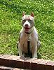 Lets see your Pittbulls-sadie-outside.jpg