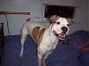 Lets see your Pittbulls-picture-004.jpg
