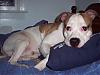 Lets see your Pittbulls-picture-002.jpg