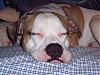 Lets see your Pittbulls-picture-001.jpg
