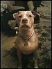 Lets see your Pittbulls-prince1.jpg