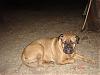 What kind of dog do you have?-dsc00278.jpg