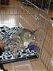 Update on Tigger (my cat)-tigger.ar.jpg