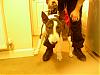 check out my english bull terrier-photo-0085.jpg