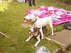 check out my english bull terrier-photo-0084.jpg