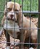 Possible sellig my pitbull...-pict0750_211.jpg