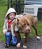 Possible sellig my pitbull...-buster.jpg