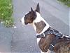 check out my english bull terrier-photo-0096.jpg