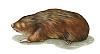 I want one of these as a pet!-giantgoldenmole.jpg