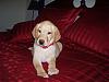 Need a name 4 my dog.-ryanstuff-015.jpg