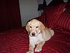 Need a name 4 my dog.-ryanstuff-016.jpg