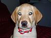 Need a name 4 my dog.-ryanstuff-018.jpg