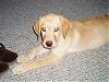 Need a name 4 my dog.-ryanstuff-019.jpg