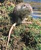 What's the most exotic foods you have had-nutria.jpg