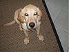 Need a name 4 my dog.-pics-133.jpg