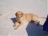 Need a name 4 my dog.-pics-147.jpg