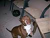 pics of your pet-101_0016.jpg