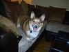 Pictures of your Dog-cimg1155.jpg