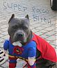 Looking for a pitbull-rocco-super1.jpg