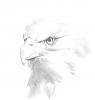 Drawing for HORSE...-eagle-cam.jpg