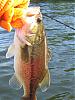 Big Bass-img_1928.jpg