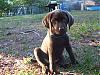 newest member of the family-new-puppy-023.jpg