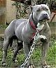Pitbulls: Official Dogs Of Lowlives Everywhere-pitbull.jpg