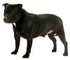 Pitbulls: Official Dogs Of Lowlives Everywhere-staffordshire__bull_terrier_02.jpg