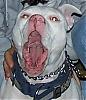 Pitbulls: Official Dogs Of Lowlives Everywhere-tankmouth.jpg