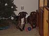 Pitbulls: Official Dogs Of Lowlives Everywhere-christmas-pics-079.jpg