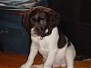 What kind of dog do you have?-dsc00955.jpg