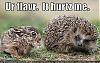 Do i have the right to be mad?-funny-pictures-bunny-porcupine-flavor.jpg