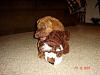 pics of your pet-dsc01526.jpg