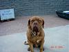 pics of your pet-dsc01802.jpg