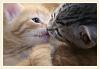 Ask DSM anything.-the_kitten_kiss_by_leenaraven.jpg