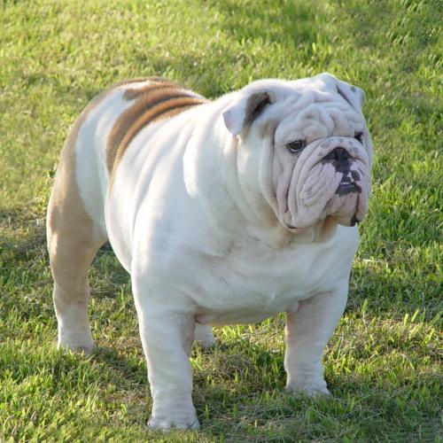 British Bulldog