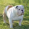 British Bulldog-bruno.jpg