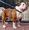 British Bulldog-imag0009.jpg