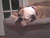 British Bulldog-untitled1.jpg