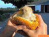 The official naked chick thread.-funny-pictures-real-chicken-sandwhich.jpg