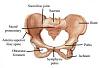 Pls Help (Persistent Pang)-pelvis-454x309.jpg